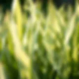 Close-up view of white grass blades in spring