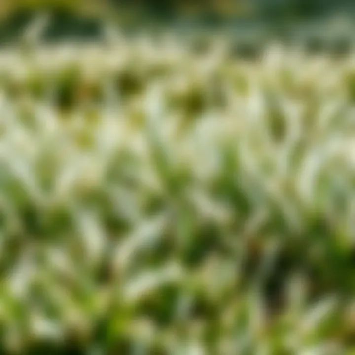 Ecological impact of white grass on surrounding flora