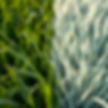 Comparison of white grass and traditional grass types