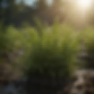 Close-up of healthy plants thriving with organic nutrients