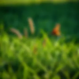 Timing and Techniques for Applying Weed and Feed on St. Augustine Grass Introduction