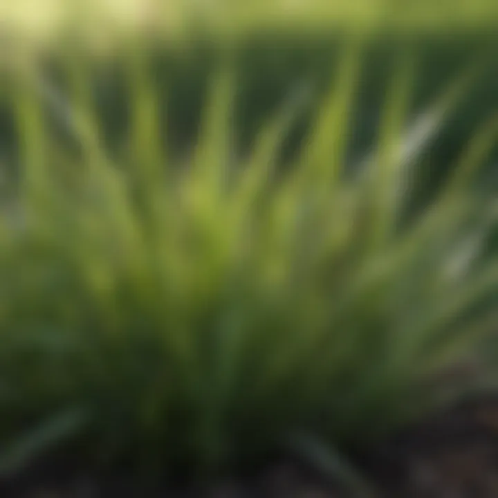 Close-up of grass blades showcasing different textures