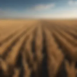 A panoramic view of Ukraine's vast wheat fields under a clear blue sky