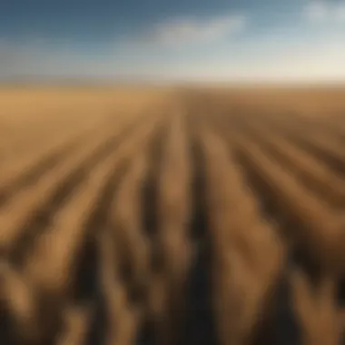 Vast Wheat Fields of Ukraine A panoramic view of Ukraine's vast wheat fields under a clear blue sky