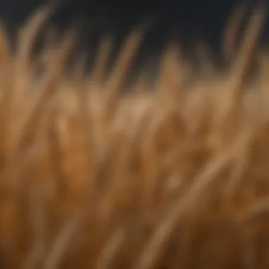Close-up of golden wheat grains ready for harvest