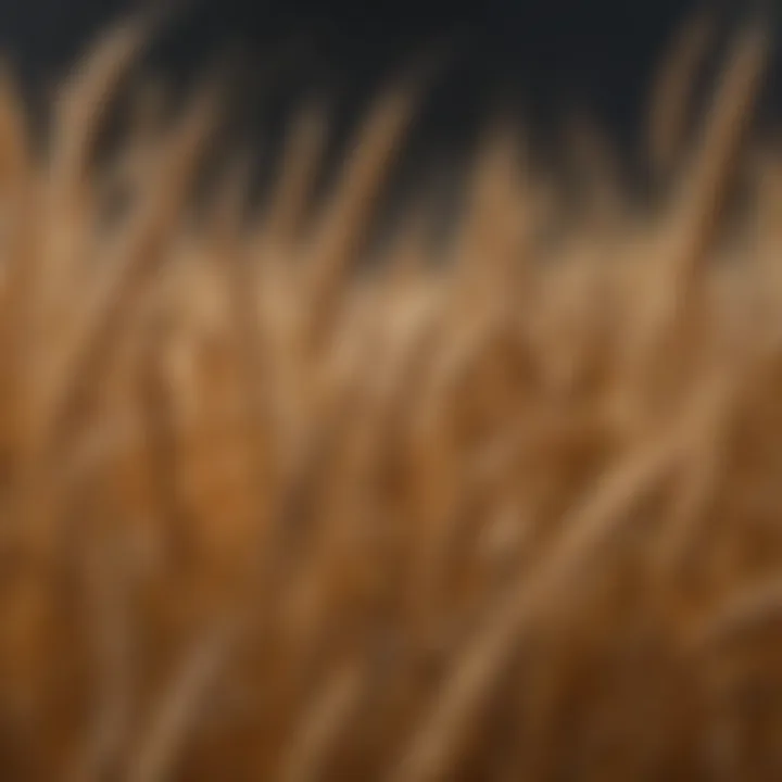 Close-up of golden wheat grains ready for harvest