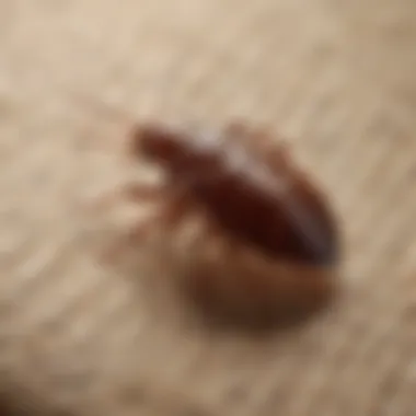 Various bed bug treatment products available at Walmart