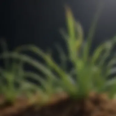 Detailed diagram showcasing the physiological effects of Buhner's Needle on plants