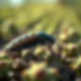 Chemical compounds utilized against bagworms in agricultural settings