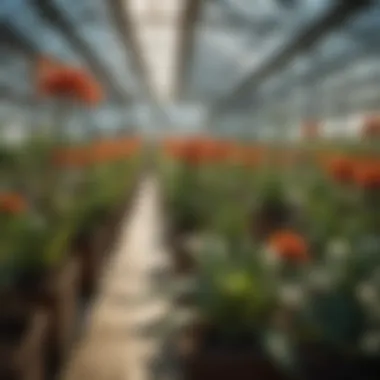 A close-up view of cloned plant specimens thriving in a greenhouse environment.