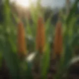 Detailed view of corn plant growth stages