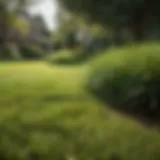 A vibrant Zoysia grass lawn showcasing its lush green color