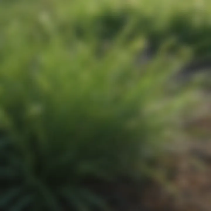 Close-up of crabgrass leaves alongside buffalo grass