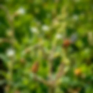 Conceptual overview of eco-friendly alternatives to traditional pesticides