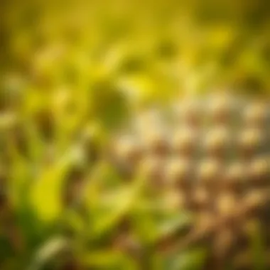 Impact of Pesticides on Crop Yield Illustration depicting the impact of pesticides on crop yield