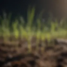 Close-up view of grass seeds sprouting in soil