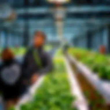 Visual representation of various hydroponic system designs, highlighting different cultivation methods.