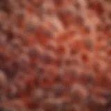 Lactobacillus cultures under a microscope