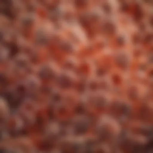 Lactobacillus cultures under a microscope