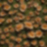 Close-up of lawn fungus showing distinct patterns