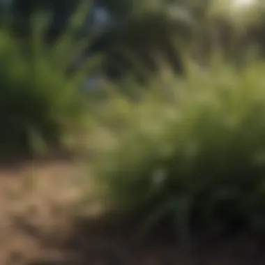 Close-up of diverse grass species thriving in shaded conditions