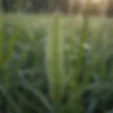 Close-up of powdery mildew on grass blades