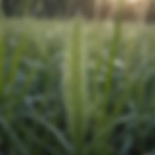 Close-up of powdery mildew on grass blades