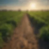 A lush field demonstrating the effectiveness of pre-emergent herbicides in preventing weed growth.