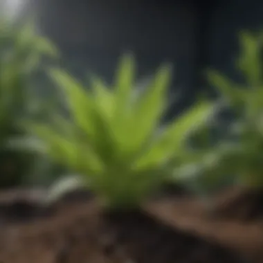 Enhancing Plant Health with Silica Healthy plants thriving with silica supplementation