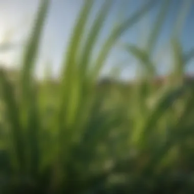 Close-up of St. Augustine grass blades