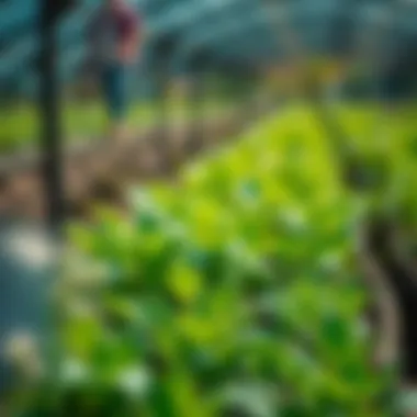 Understanding Sustainable Agriculture: Definition, Principles, and Practices Summary