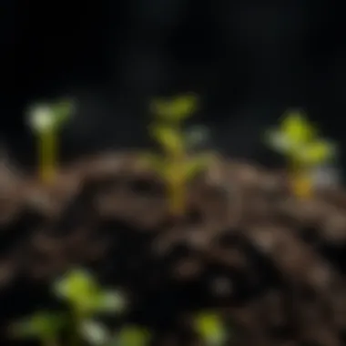 Illustration of soil enriched with humic acid
