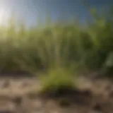 Detailed view of granular weed killer granules