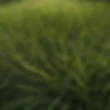 Close-up of Palisades Zoysia grass blades highlighting texture