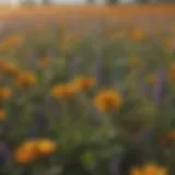 Vibrant wildflower field attracting pollinators