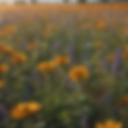 Vibrant wildflower field attracting pollinators