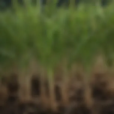 Zoysia Grass Roots Health Issues Close-up view of zoysia grass roots showing health issues