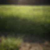 Deteriorating condition of zoysia grass in a lawn