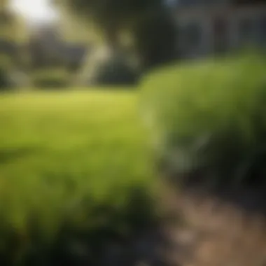 Revitalized Zoysia Grass Lawn Vibrant zoysia grass lawn after effective revitalization