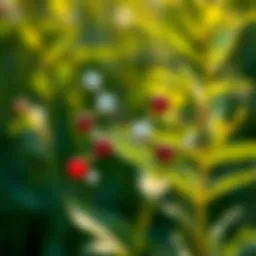 Chemical structure of common herbicides