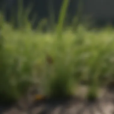 Close-up of grass damage caused by insects