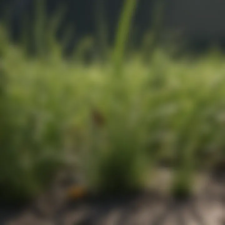 Close-up of grass damage caused by insects