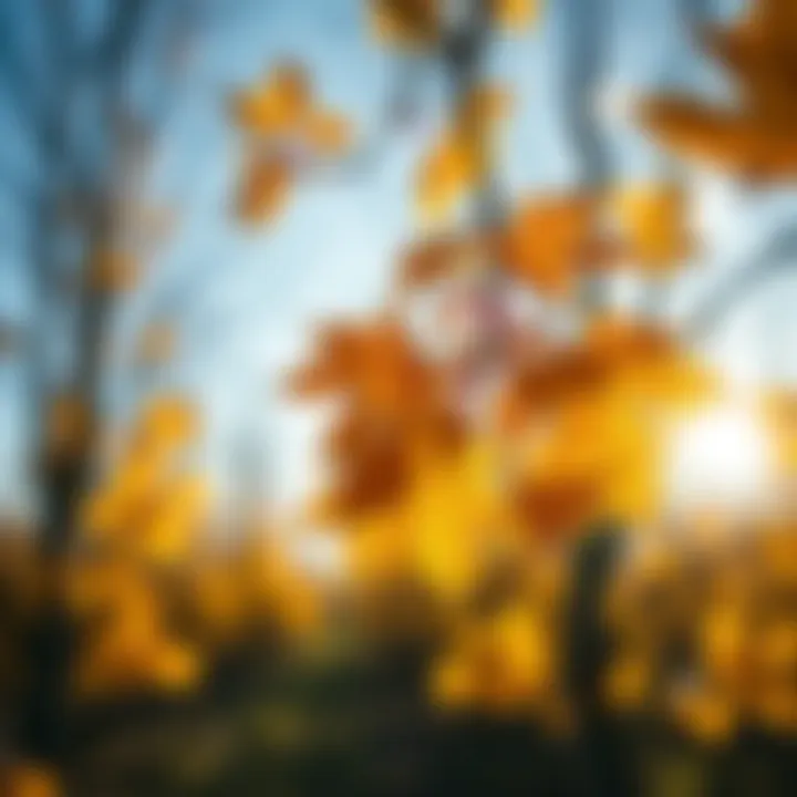 Notable Understanding the Maple Tree: An Essential Component for Maple Syrup Production