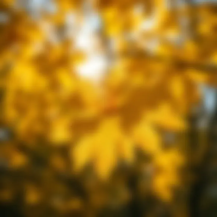Understanding the Maple Tree: An Essential Component for Maple Syrup Production Summary