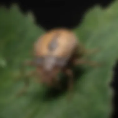 Close-up of a stink bug on a leaf