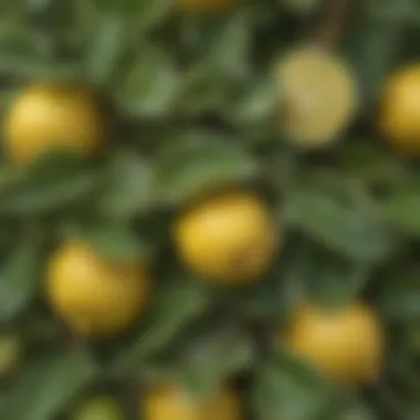 Close-up of variegated lemon tree leaves showcasing unique color patterns