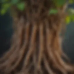 Close-up view of vibrant tuber plant roots