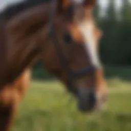 A horse in a grassy field with fly spray application