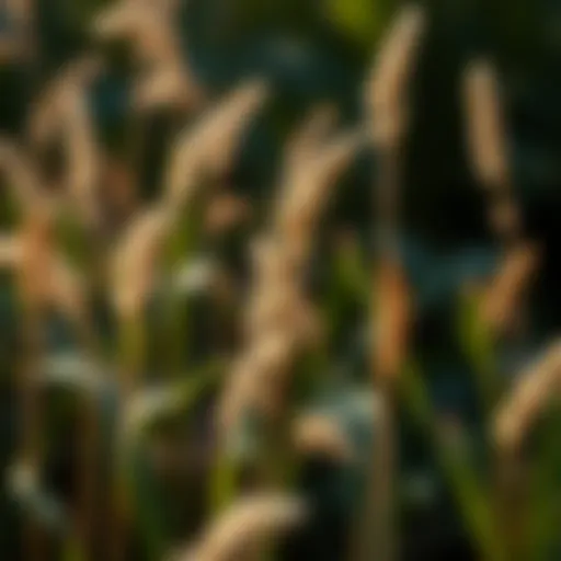 Understanding Weeds: A Detailed Exploration of Three Types Introduction