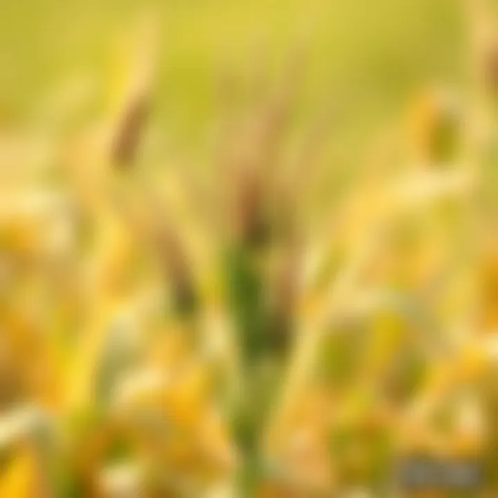 Notable Understanding Weeds: A Detailed Exploration of Three Types